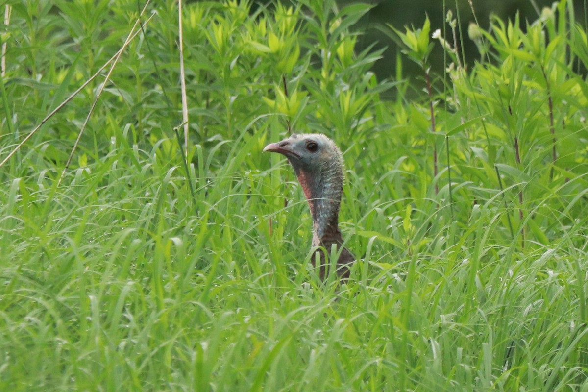 Wild Turkey - ML620650081