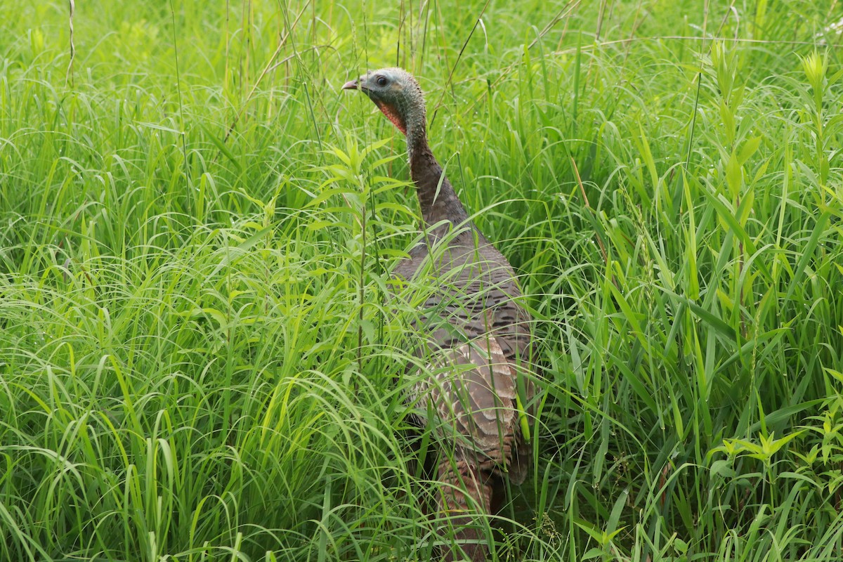 Wild Turkey - ML620650082