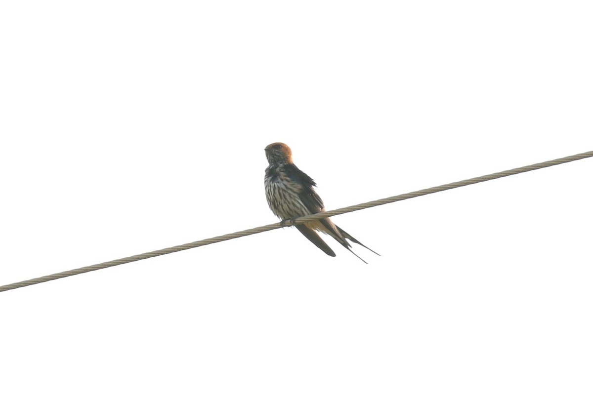 Lesser Striped Swallow - ML620650083