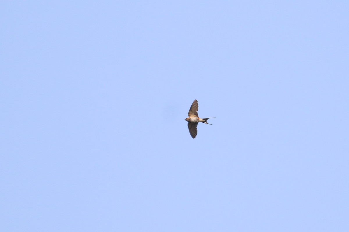 Lesser Striped Swallow - ML620650084