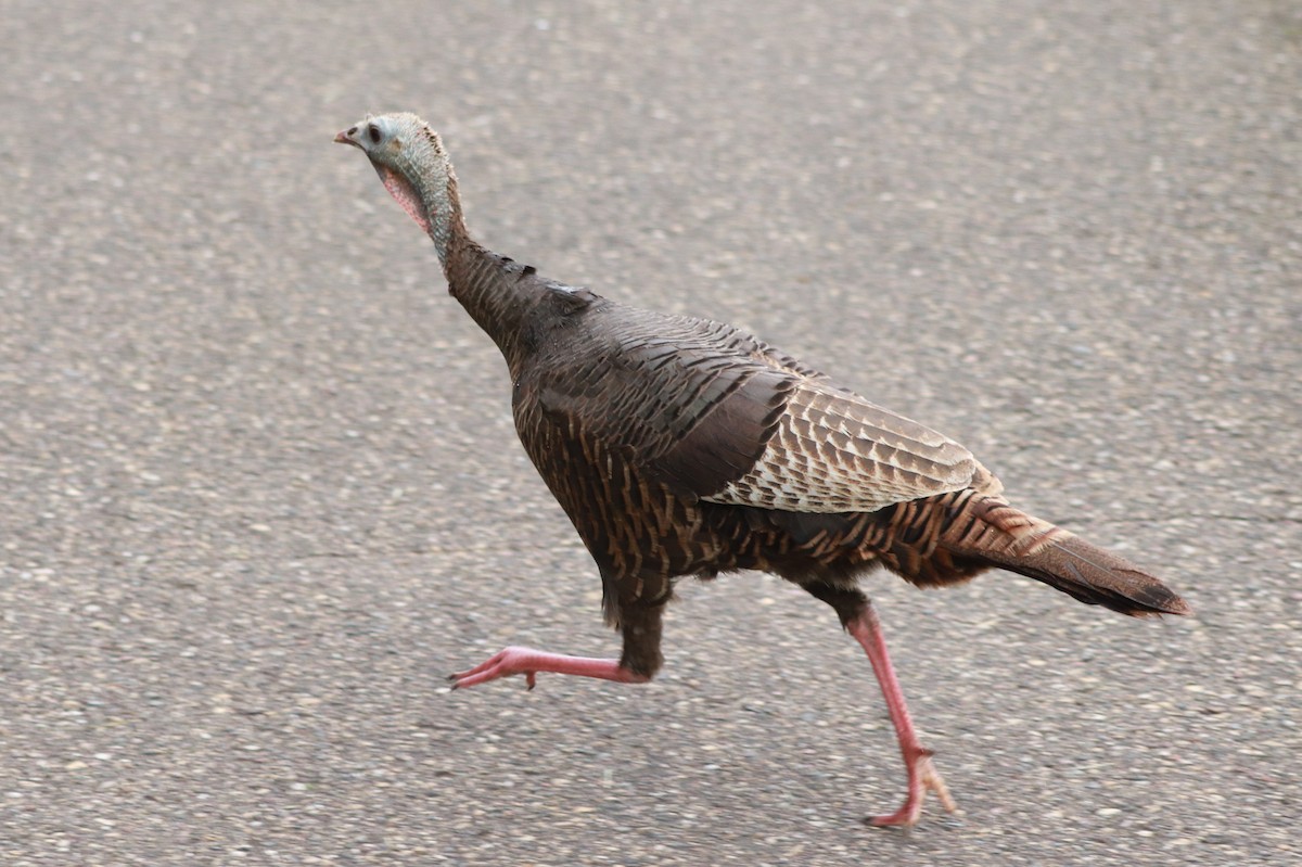 Wild Turkey - ML620650085