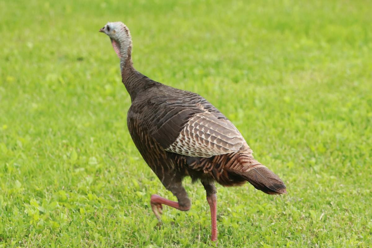 Wild Turkey - ML620650087