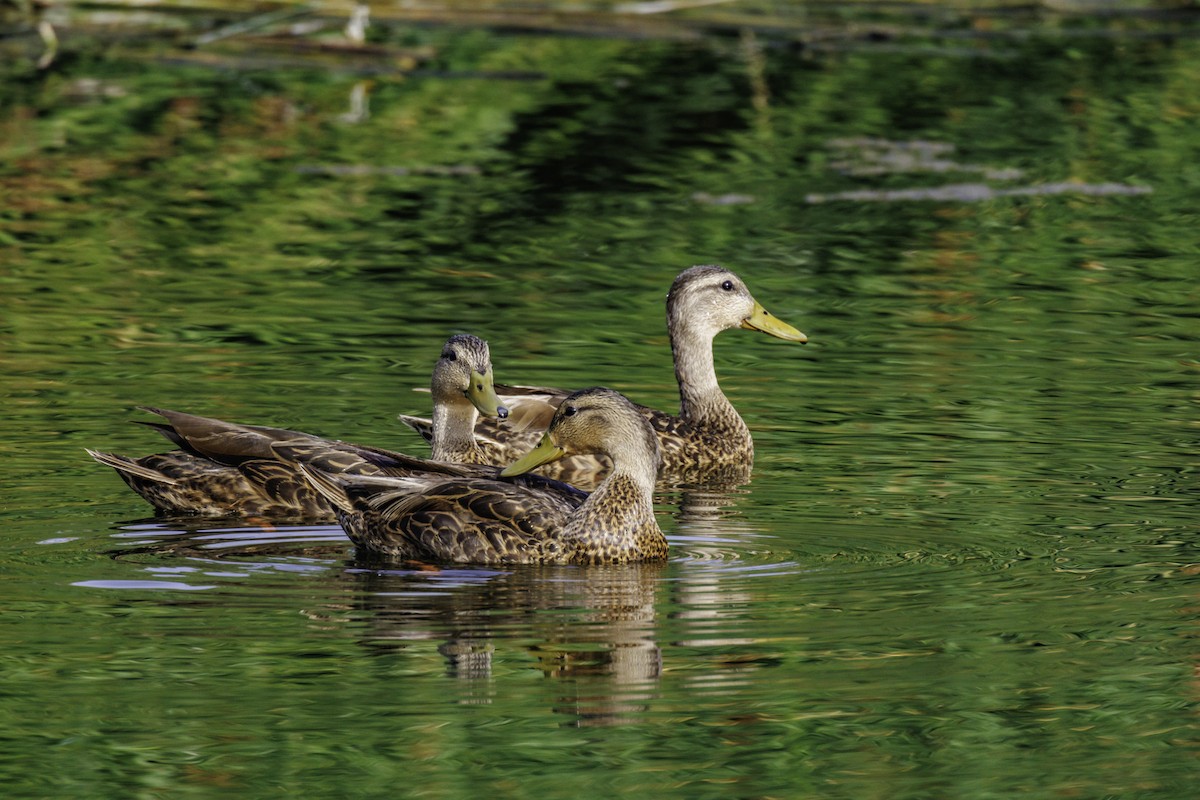 Mexican Duck - Pete Gregoire