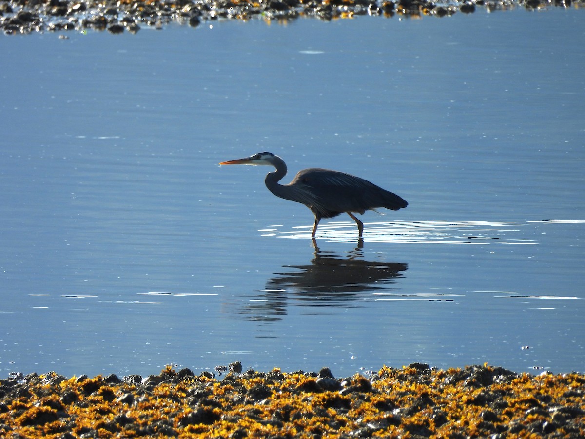 Great Blue Heron - Mark Stevens