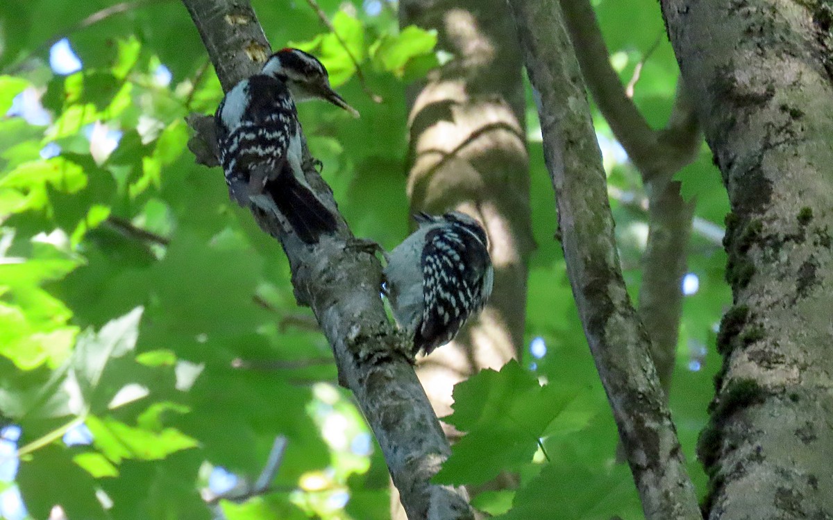 Downy Woodpecker - ML620650095