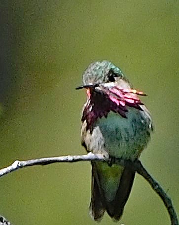 Calliope Hummingbird - ML620650096