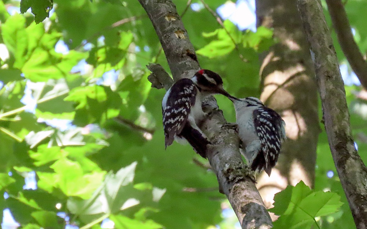 Downy Woodpecker - ML620650098