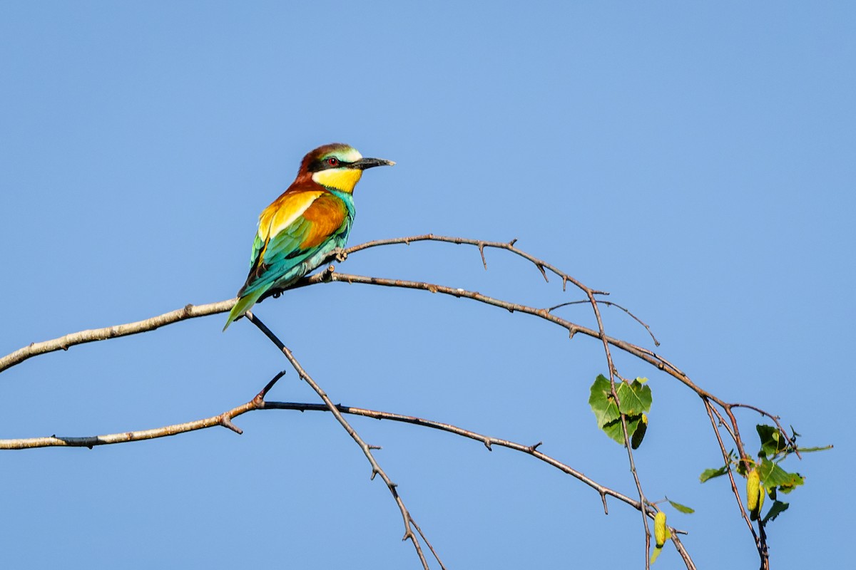 European Bee-eater - ML620650102