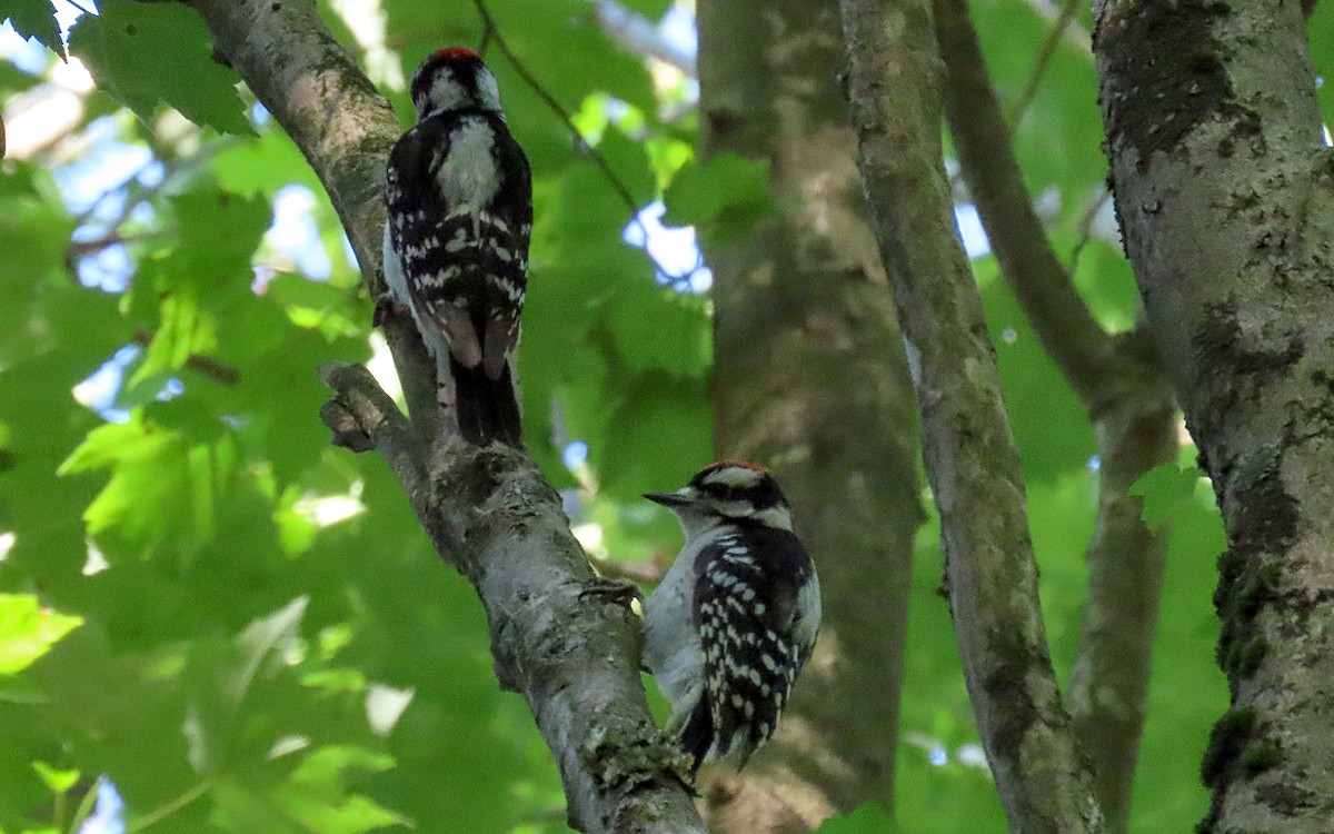 Downy Woodpecker - ML620650103