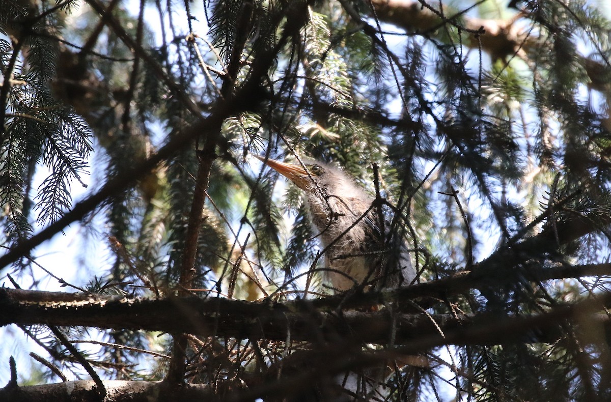 Green Heron - ML620650104