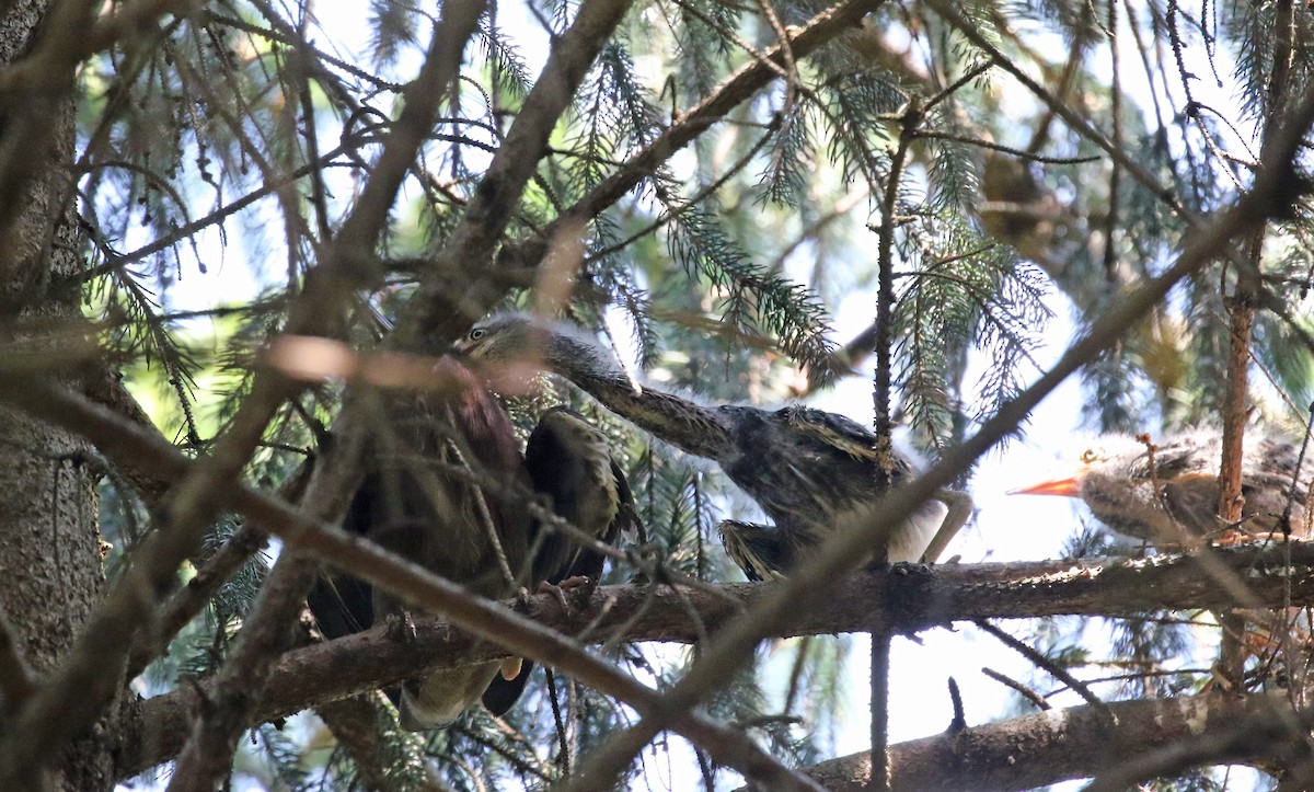 Green Heron - ML620650106