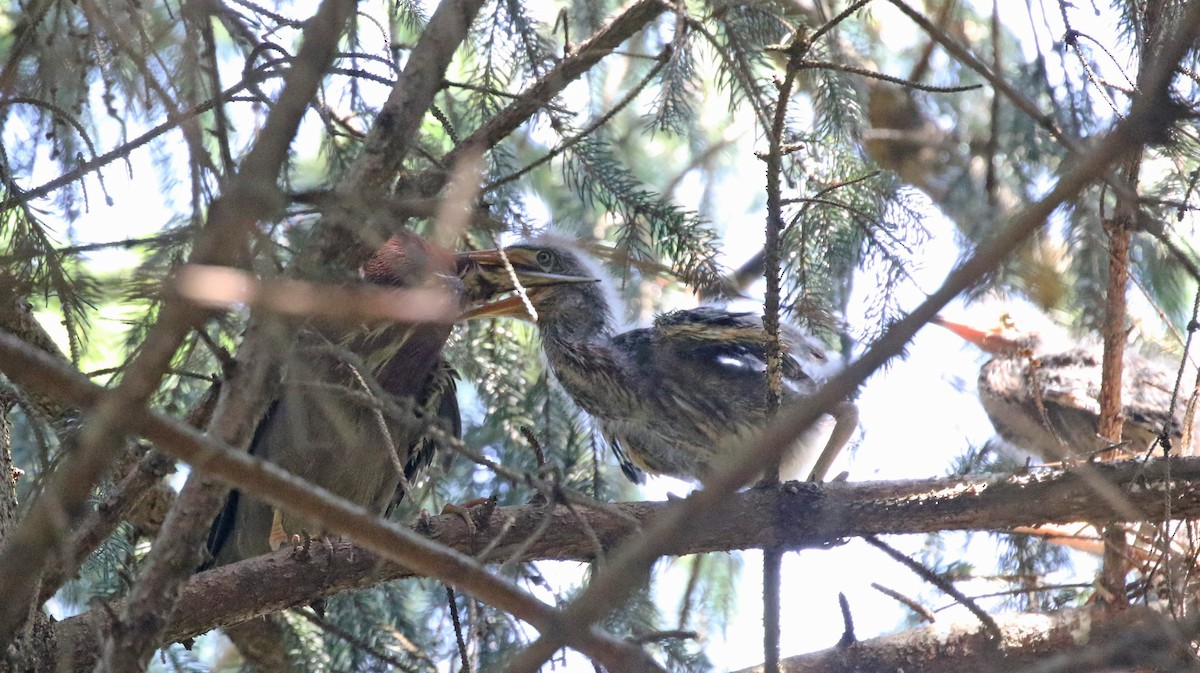 Green Heron - ML620650107