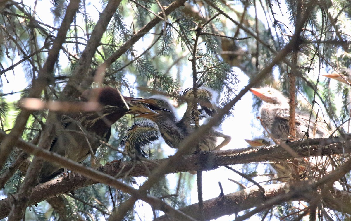 Green Heron - ML620650108