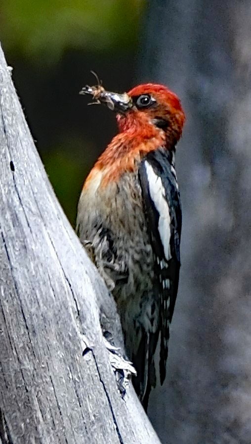 Red-breasted Sapsucker - ML620650109