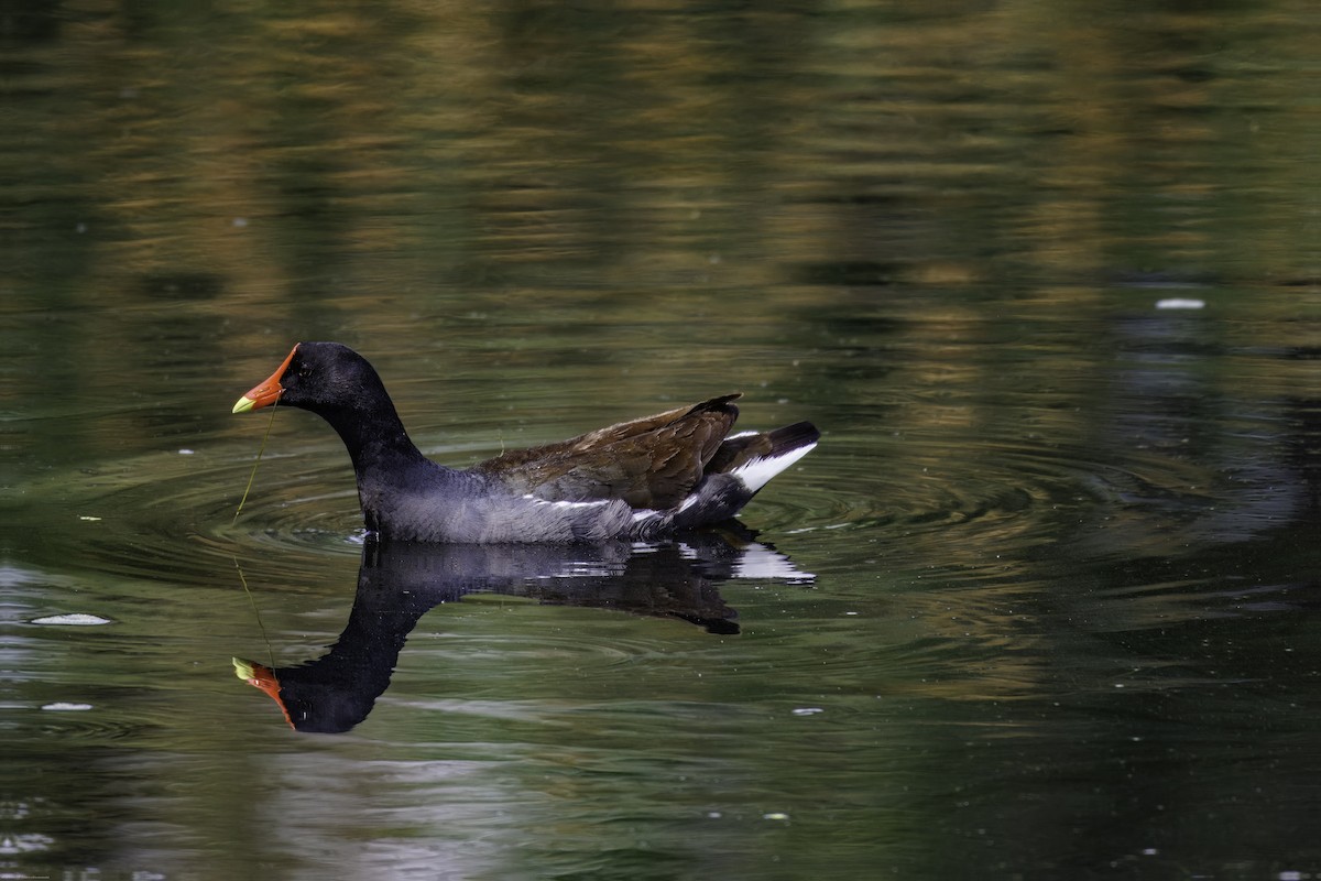 Gallinule d'Amérique - ML620650113