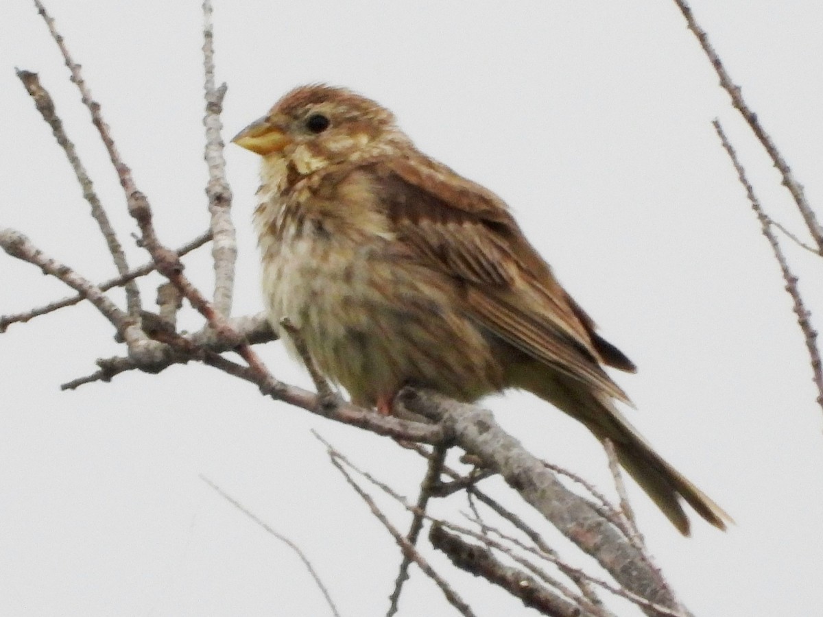 Corn Bunting - Mary Leigh