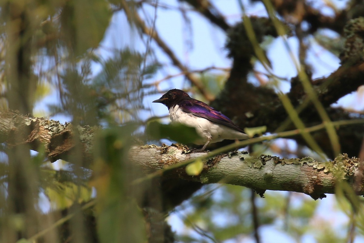 Violet-backed Starling - ML620650120