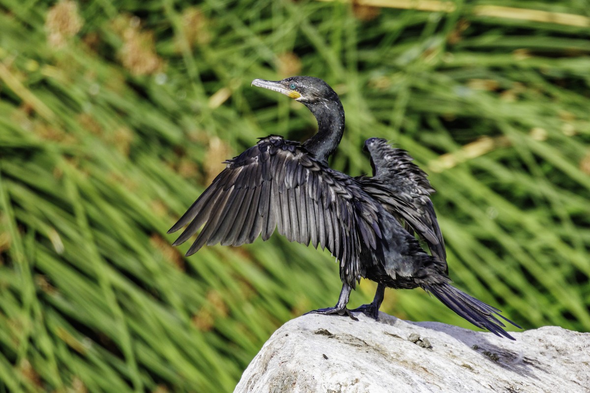 Neotropic Cormorant - ML620650124