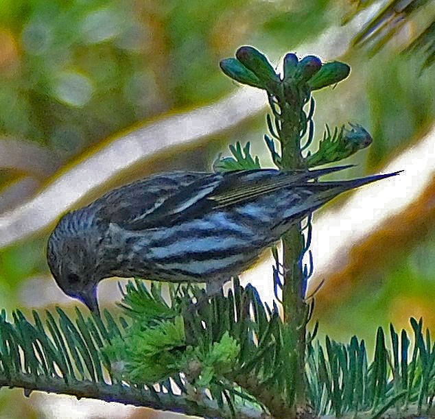 Pine Siskin - ML620650127