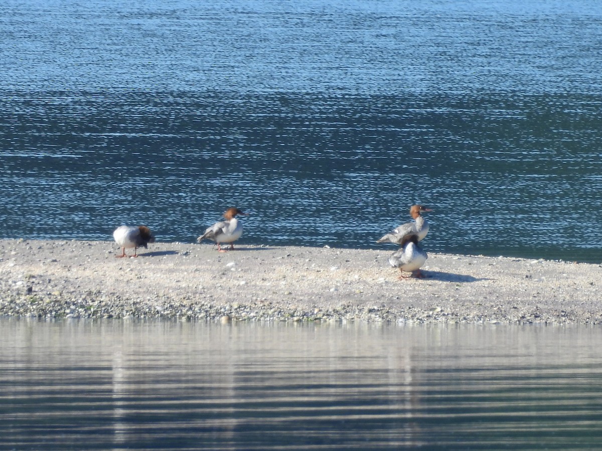 Common Merganser - ML620650128