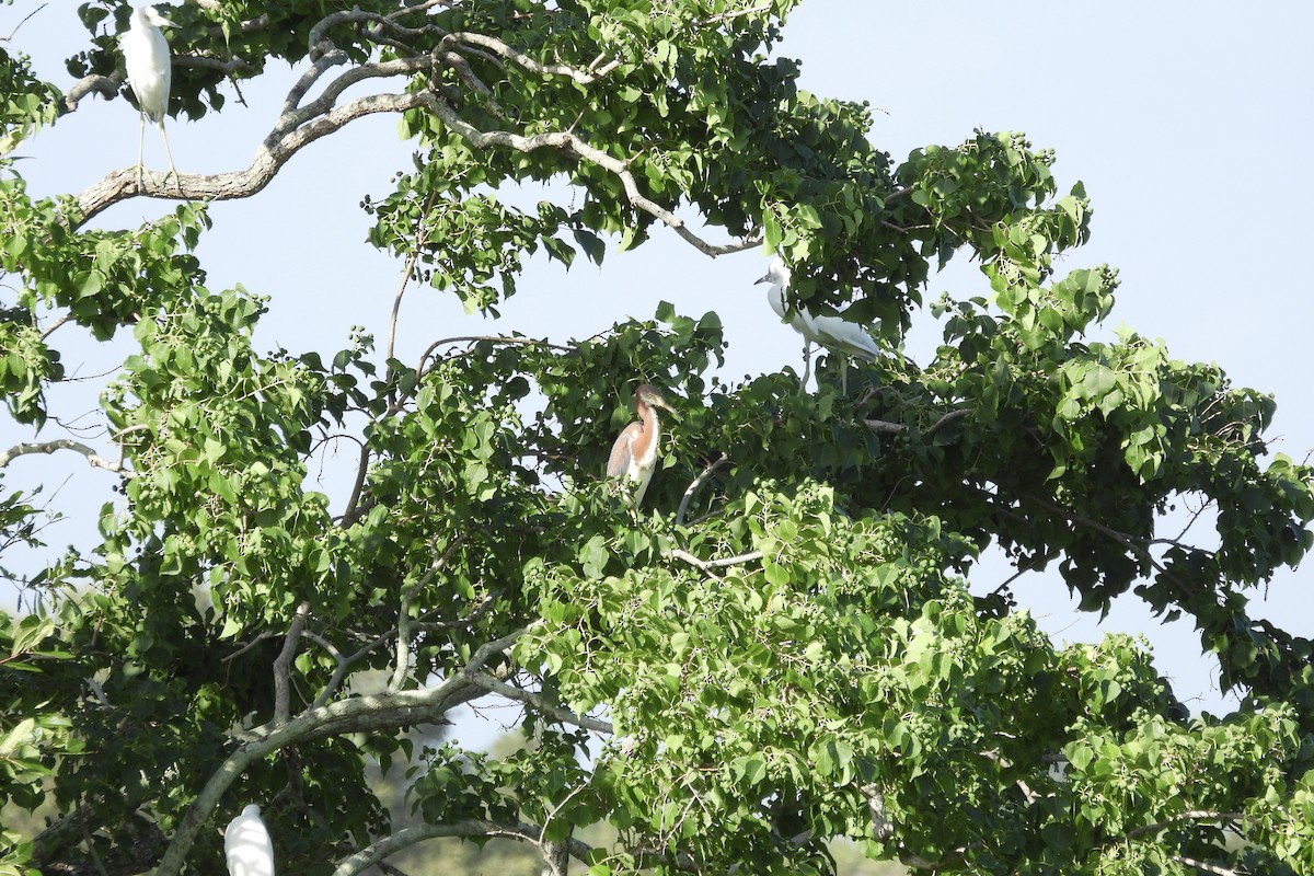 Tricolored Heron - ML620650129