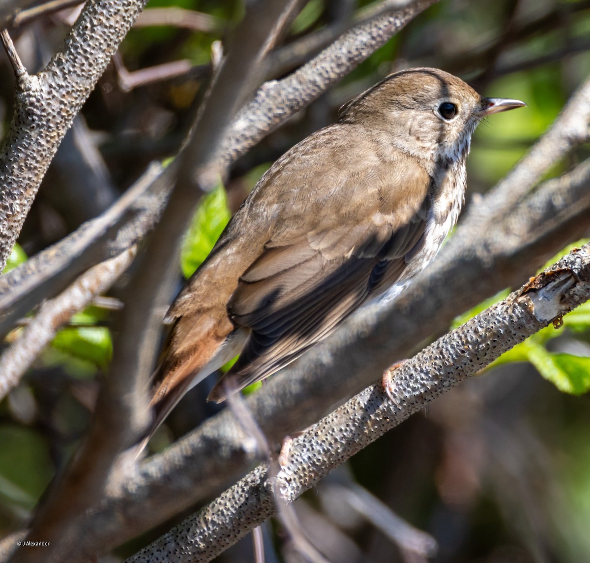 Hermit Thrush - ML620650131