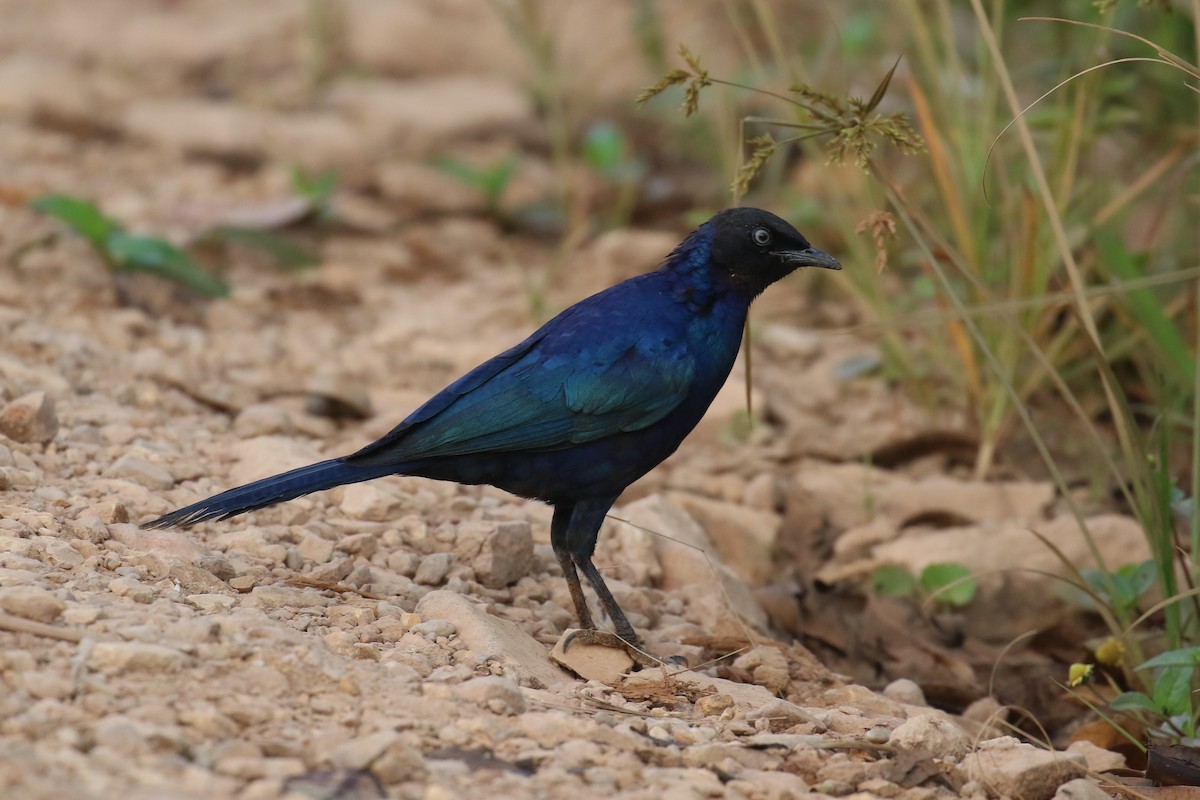 Rüppell's Starling - ML620650133