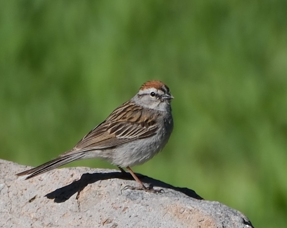 Chipping Sparrow - ML620650134