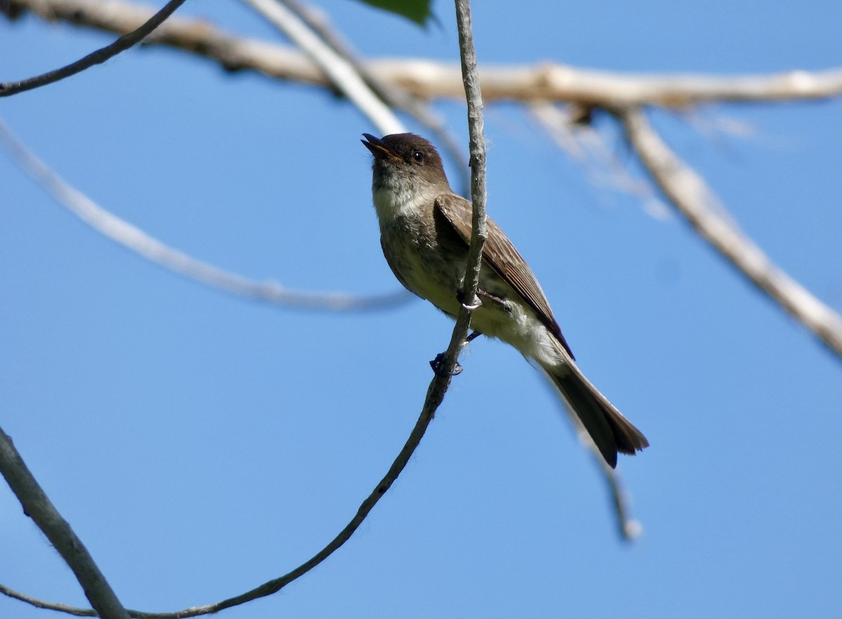 Black x Eastern Phoebe (hybrid) - ML620650137