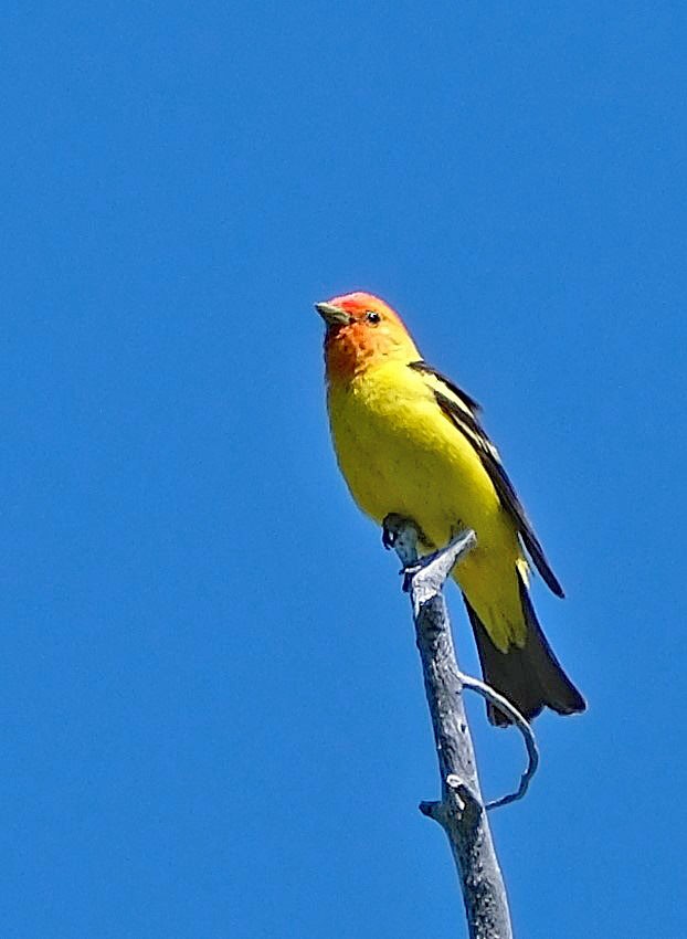 Western Tanager - ML620650138