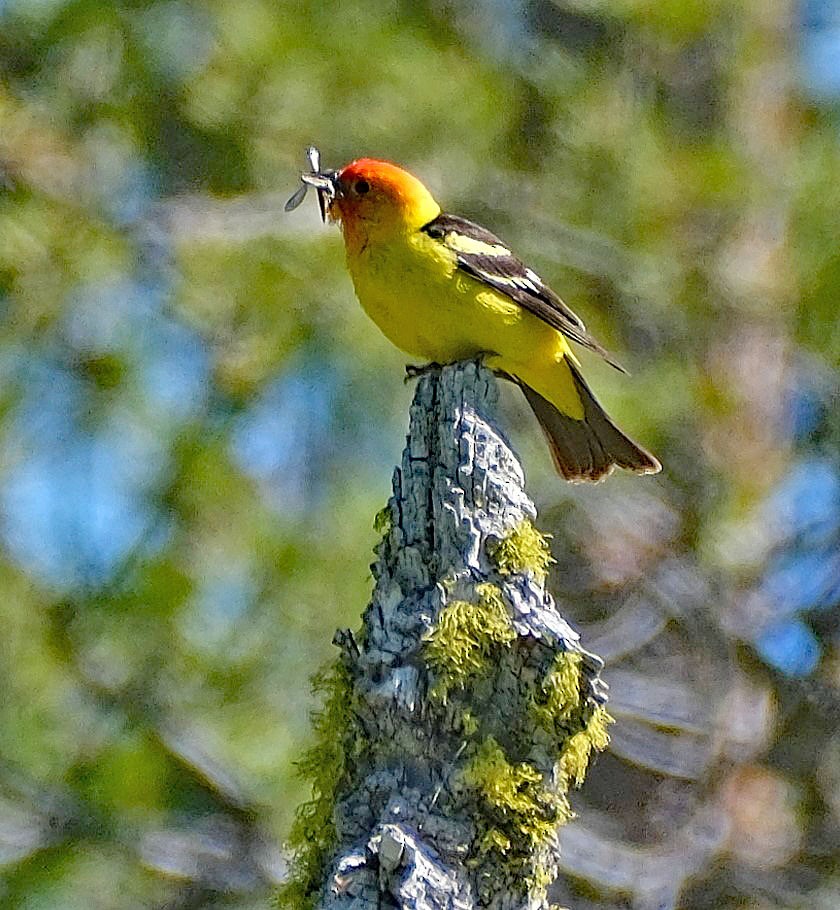 Western Tanager - ML620650139