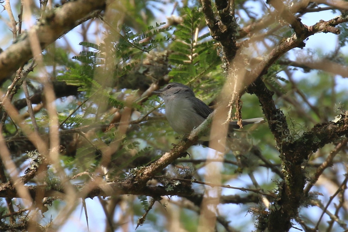 Gray Tit-Flycatcher - ML620650140