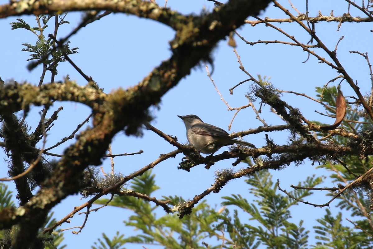 Gray Tit-Flycatcher - Fikret Ataşalan