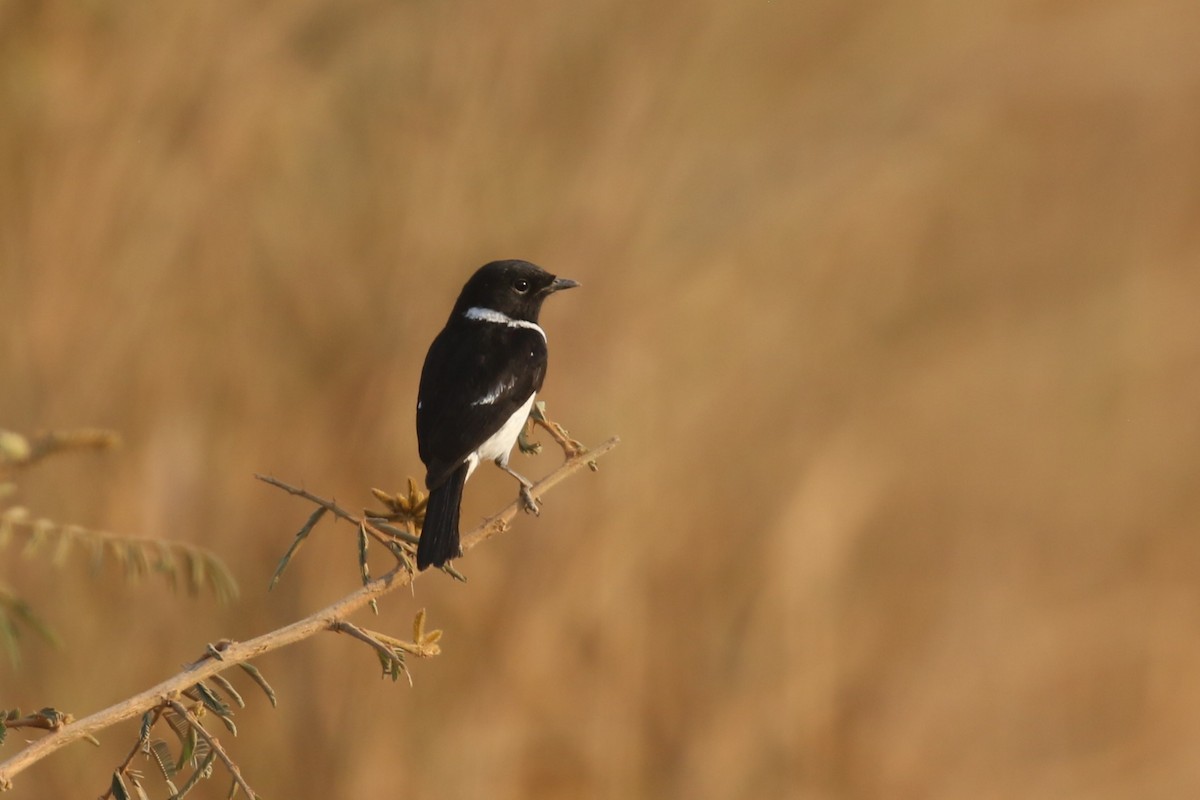 African Stonechat - ML620650147