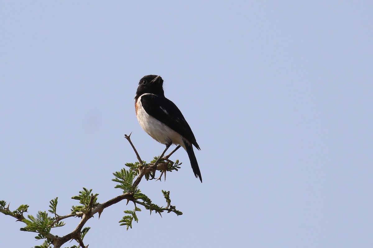 African Stonechat - ML620650148