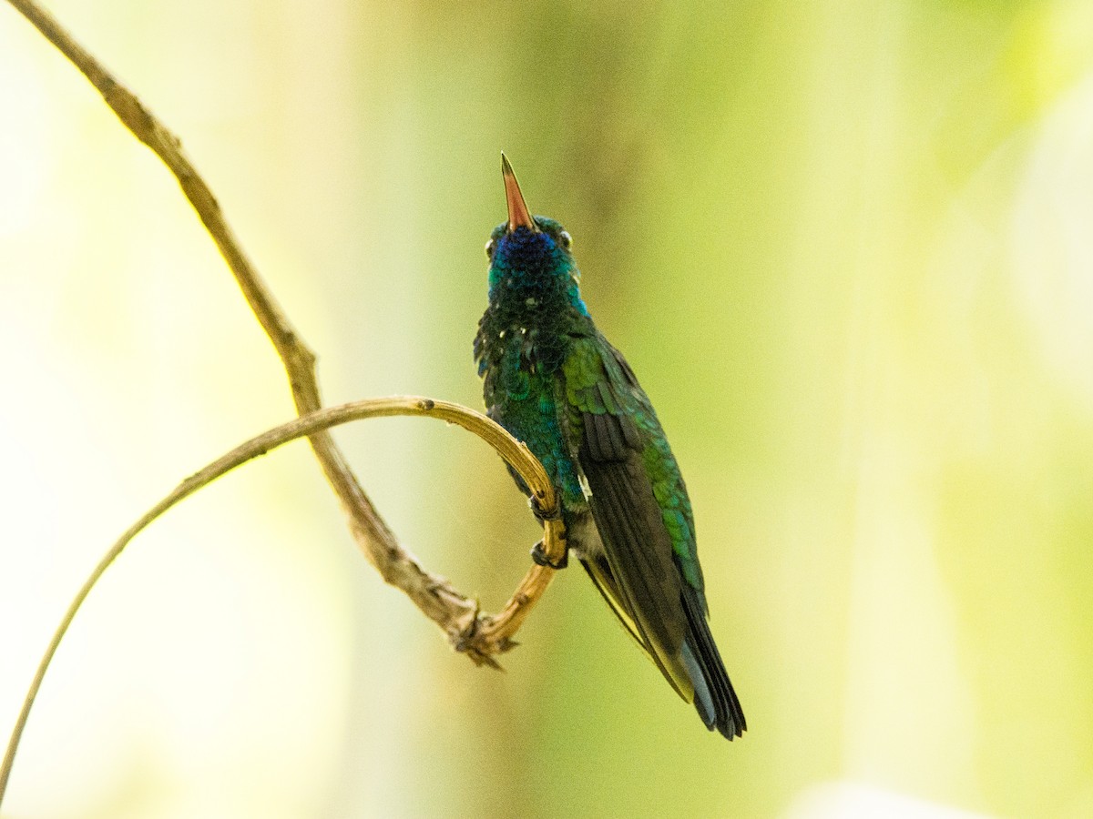 kolibřík modrobradý - ML620650150