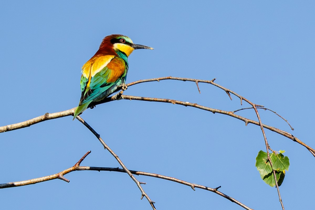 European Bee-eater - Gabi Uhrova