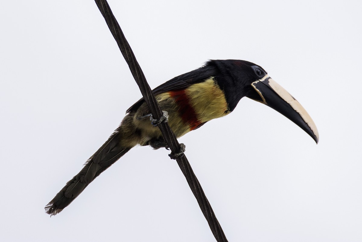 Black-necked Aracari - Eduardo Vieira 17