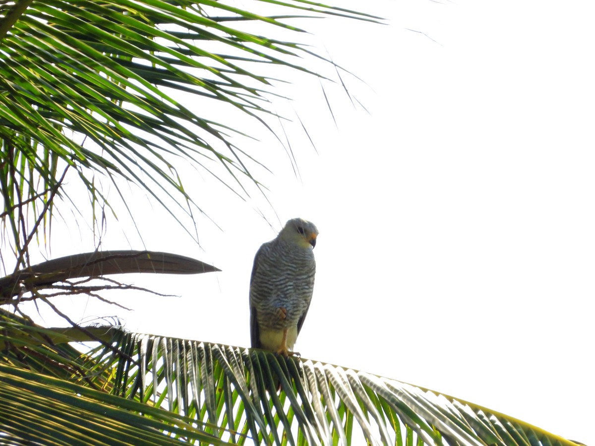 Gray-lined Hawk - ML620650161