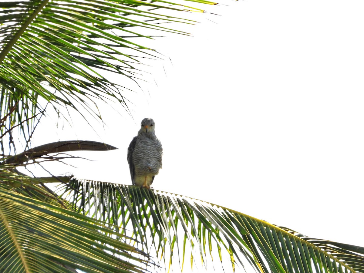 Gray-lined Hawk - ML620650162