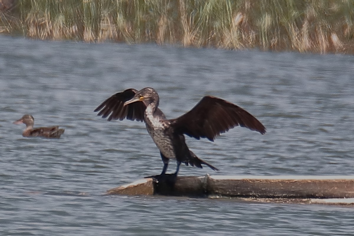 Great Cormorant - ML620650165