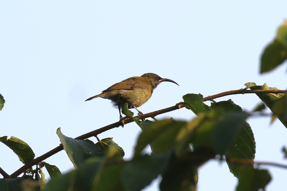 Bronze Sunbird - ML620650167