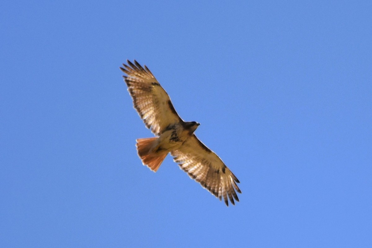 Red-tailed Hawk (borealis) - ML620650169