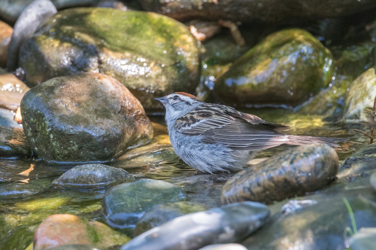 Chipping Sparrow - ML620650173