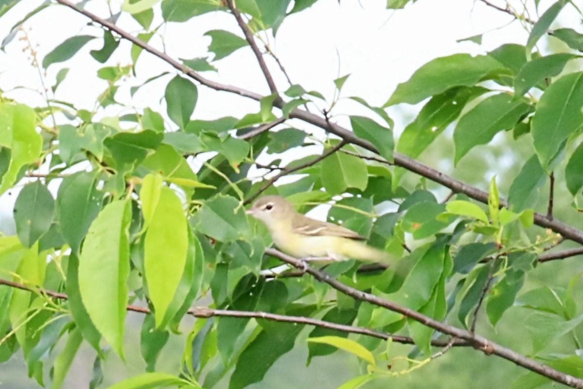 Bell's Vireo - ML620650175