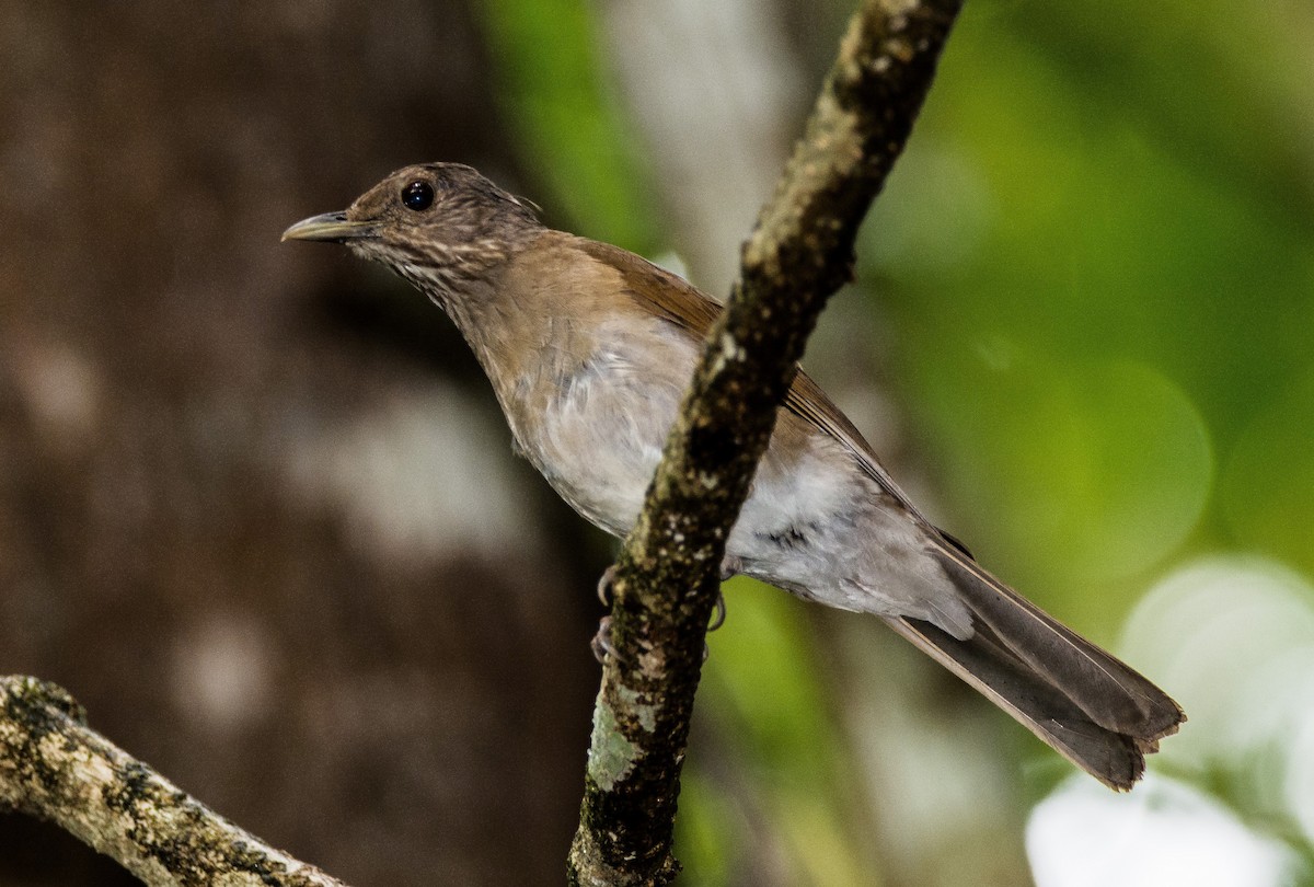 Pale-breasted Thrush - ML620650176