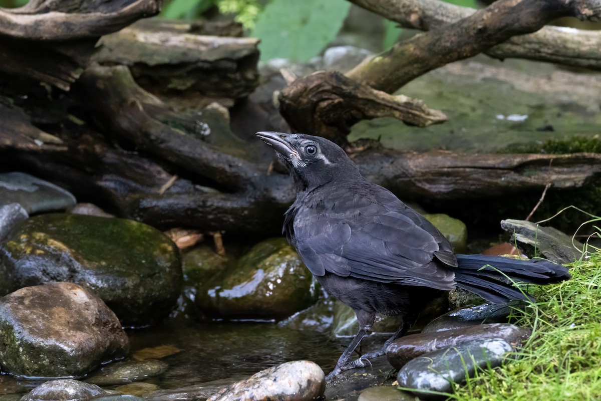 Common Grackle - ML620650182