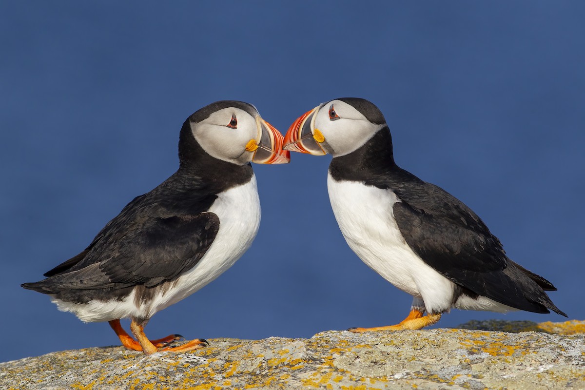 Atlantic Puffin - Dorian Anderson