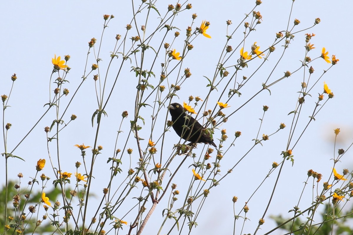 Vieillot's Black Weaver - ML620650184