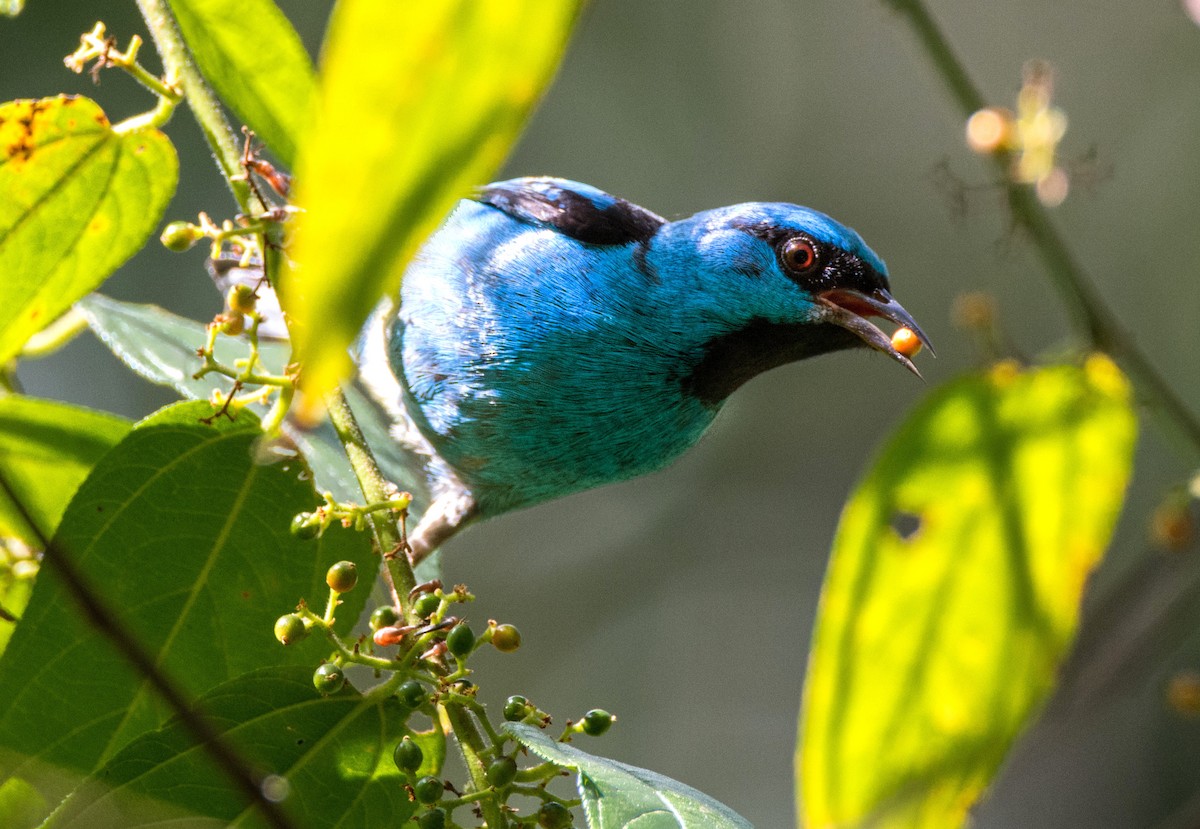 Blue Dacnis - ML620650189